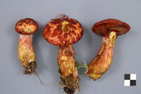 Suillus spectabilis image